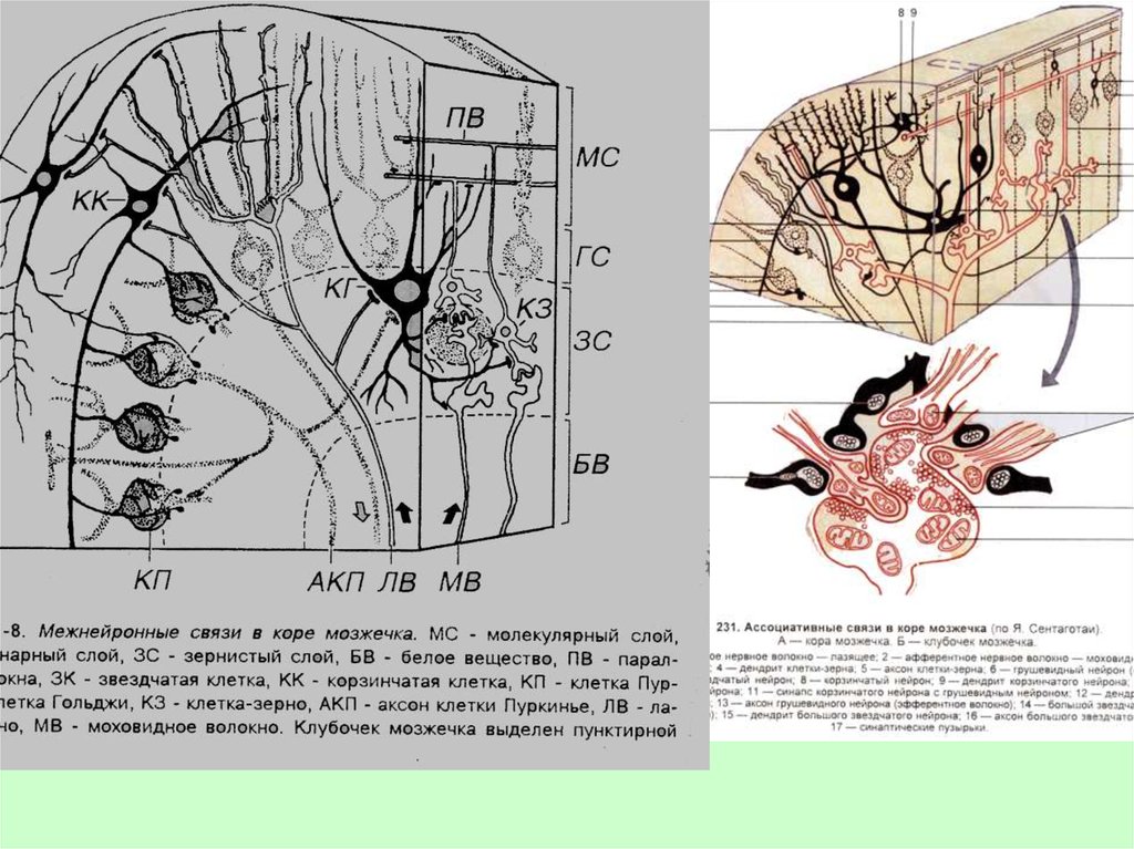 Ткань мозжечка. Схема межнейронных связей в коре мозжечка. Схема взаимодействия клеток коры мозжечка. Схема нейронный состав коры мозжечка. Схема строения мозжечка гистология.
