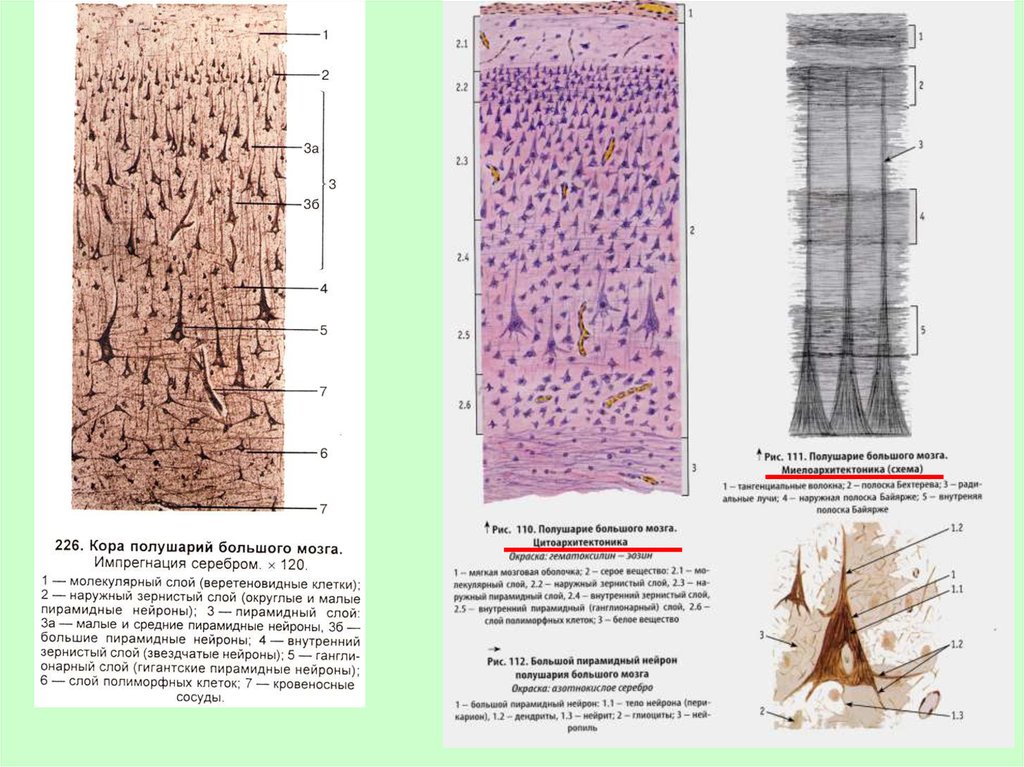 Схема коры больших полушарий гистология