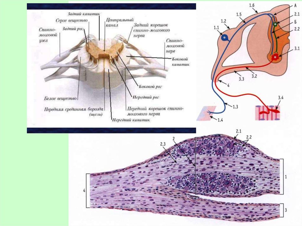 Спинной мозг гистология рисунок