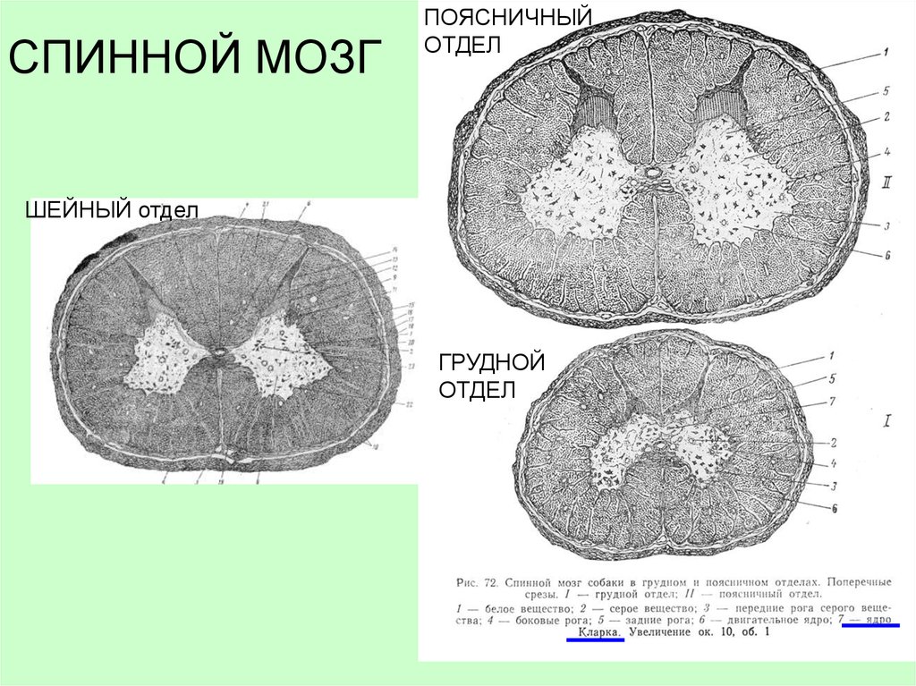 Поперечный срез спинного мозга рисунок гистология