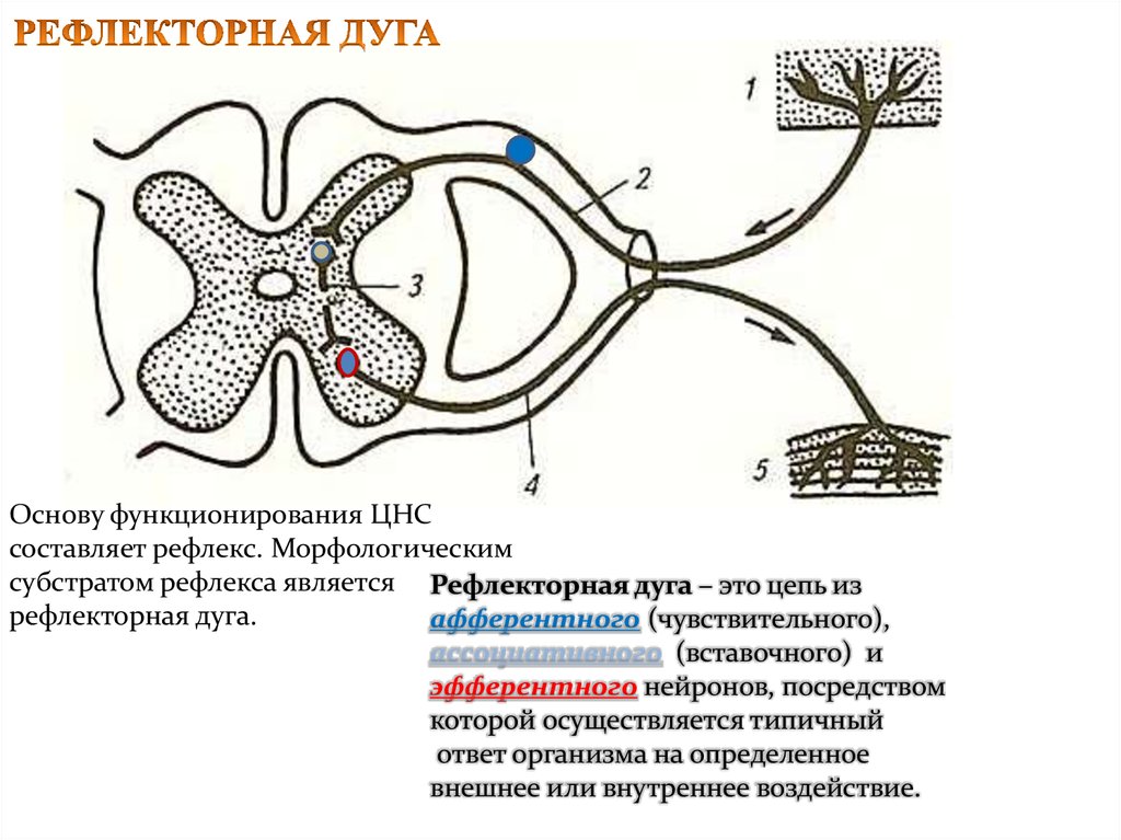 Характеристики рефлекторной дуги. Основные части спинного мозга и звенья рефлекторной дуги. Звенья рефлекторной дуги схема. Элементы рефлекторной дуги спинного мозга. Строение рефлекторной дуги.