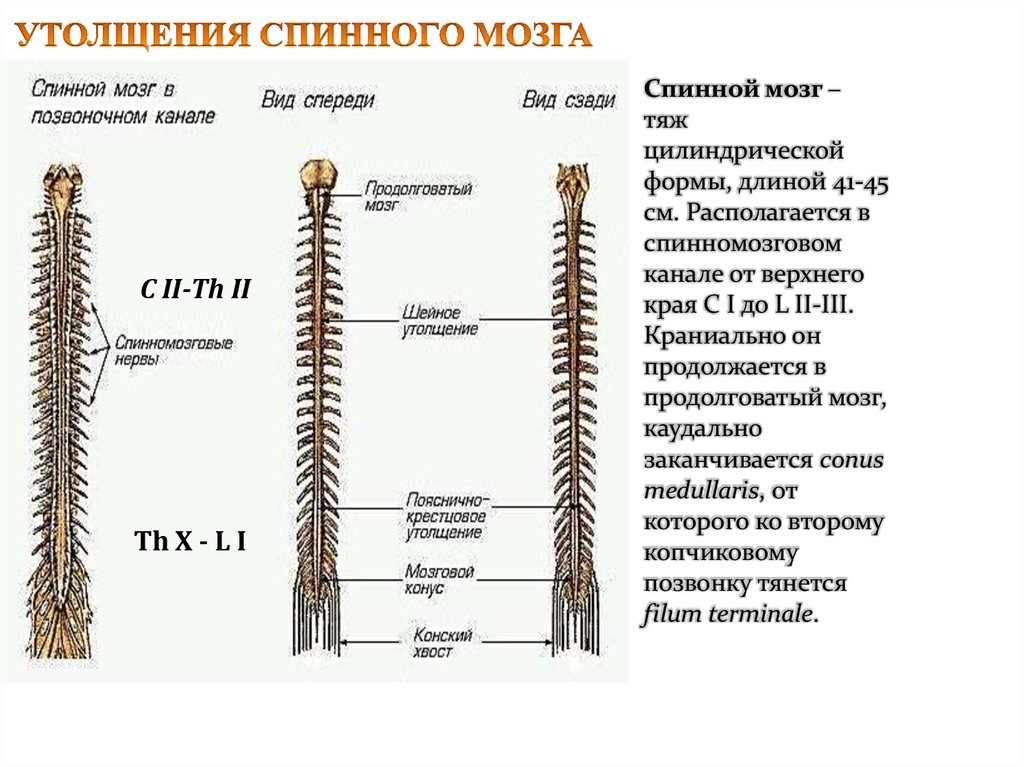 Представляет собой эластичный тяж. Шейное утолщение спинного мозга. Пояснично-крестцовое утолщение спинного мозга. Анатомия спинной мозг вид спереди.