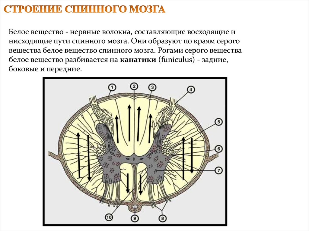 Вещество мозга образовано. Внутреннее строение белого вещества спинного мозга. Нервные волокна в сером веществе. Внутреннее строение спинного мозга серое вещество. Строение белого вещества спинного мозга анатомия.