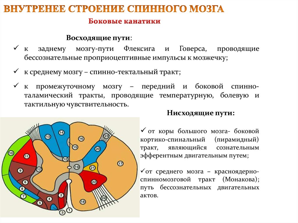 Красноядерно спинномозговой путь схема