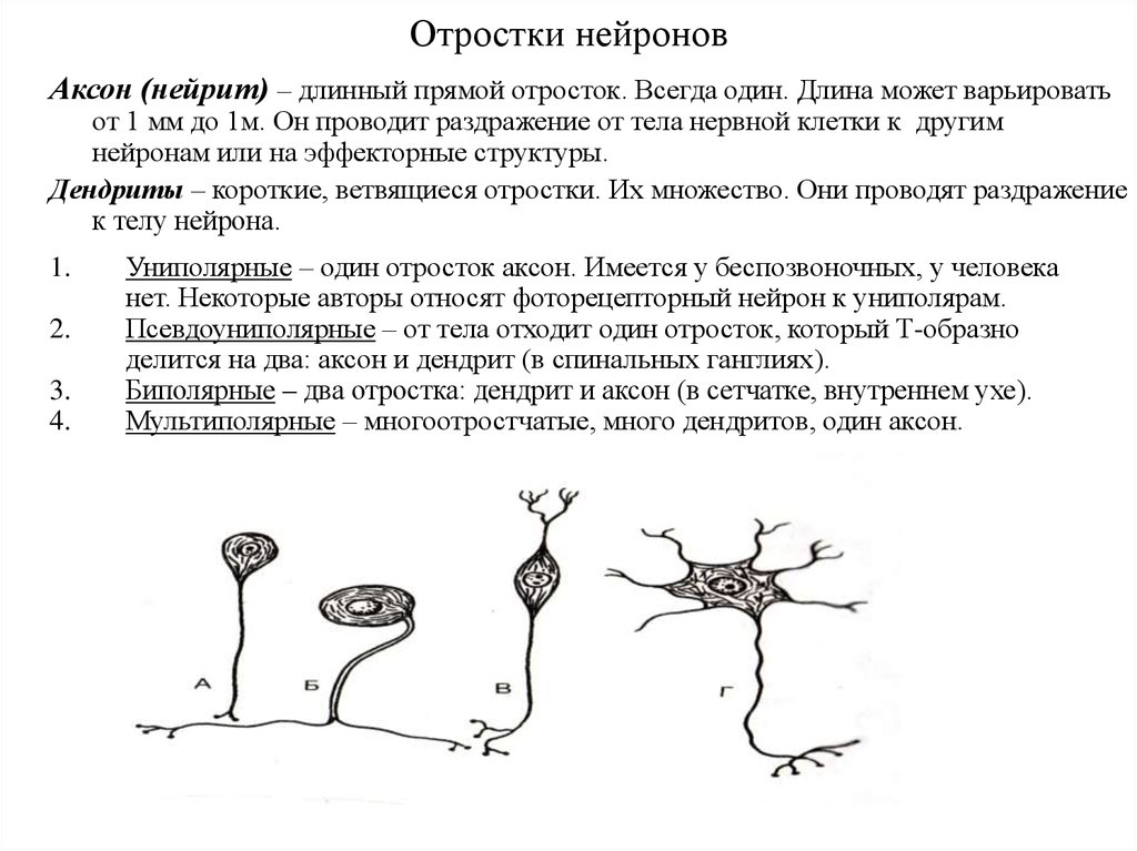 Нервные клетки имеют отростки. Охарактеризуйте отростки нейрона. Аксон длинный отросток нейрона клетки. Отростки нейрона схема. Нервные клетки Нейроны имеют отростки 2-х видов.
