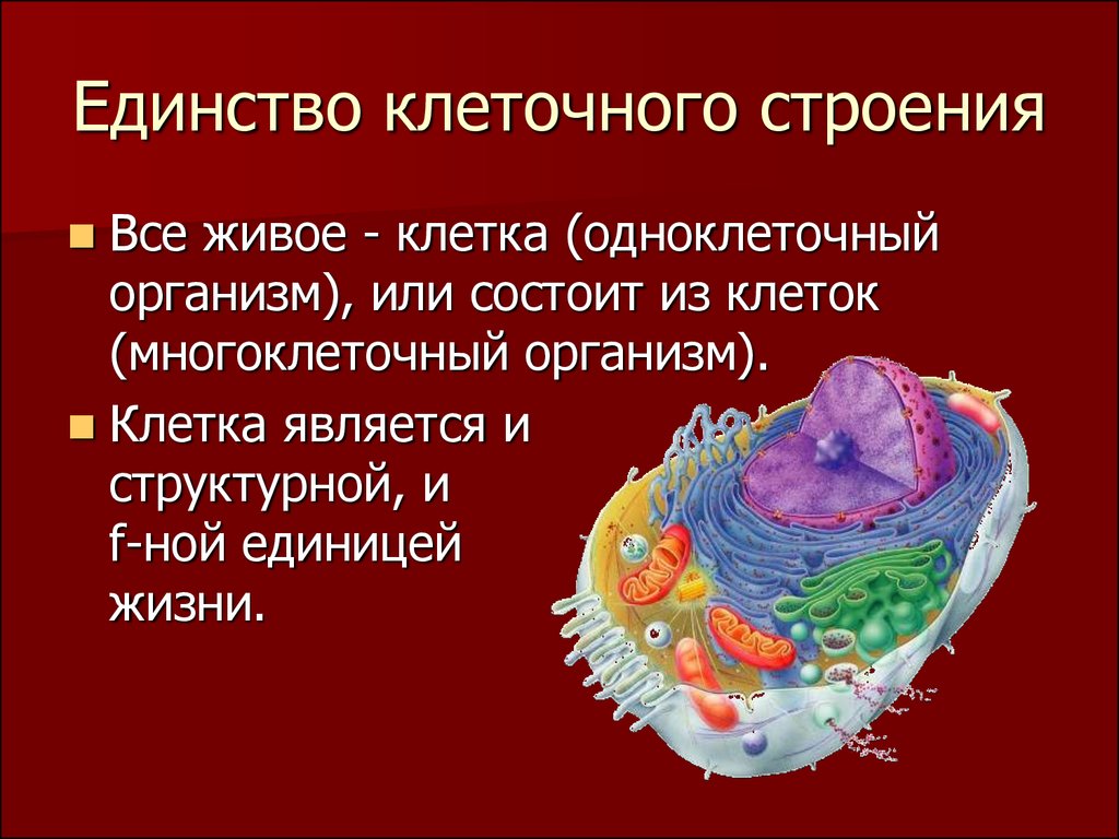 Клеточный состав живых организмов