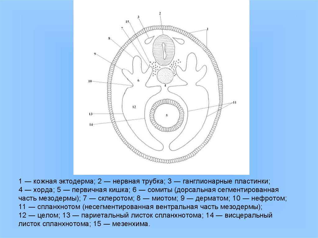 Латеральная пластина