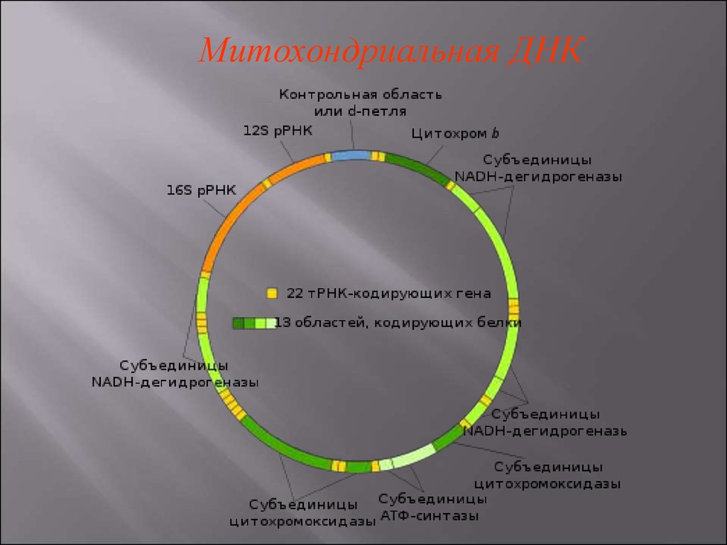 Митохондриальная днк. Строение митохондриальной ДНК. Структура митохондриальной ДНК. Структура митохондриального генома. Строение митохондрии ДНК.