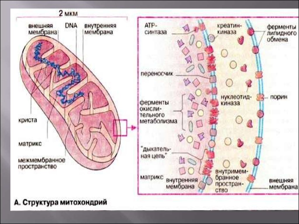 Мембрана ферменты. Строение мембраны митохондрии. Ферменты внутренней мембраны митохондрий. Наружная мембрана митохондрий биохимия. Ферменты матрикса митохондрий.