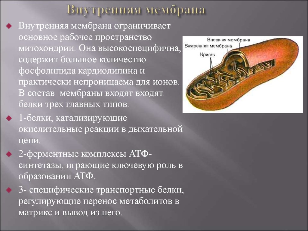 Строение внутренней мембраны митохондрии. Функции внутренней мембраны митохондрий. Функции наружной мембраны митохондрий. Внутренняя мембрана митохондрий содержит. Функции внешней мембраны митохондрий.