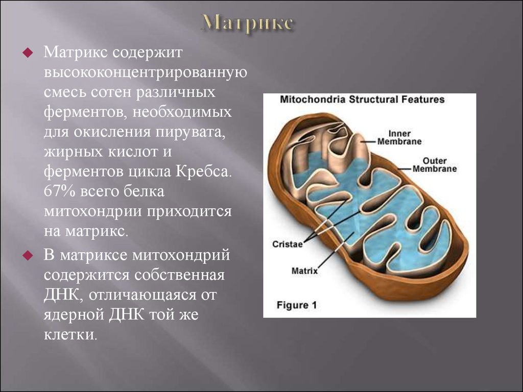 Матрикс биология. Матрикс содержит ферменты у митохондрий. Строение матрикса митохондрий. Функции матрикса митохондрий. Матрикс и Кристы в митохондриях функции.