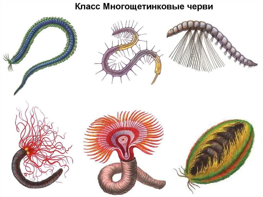 Тип кольчатые черви класс многощетинковые