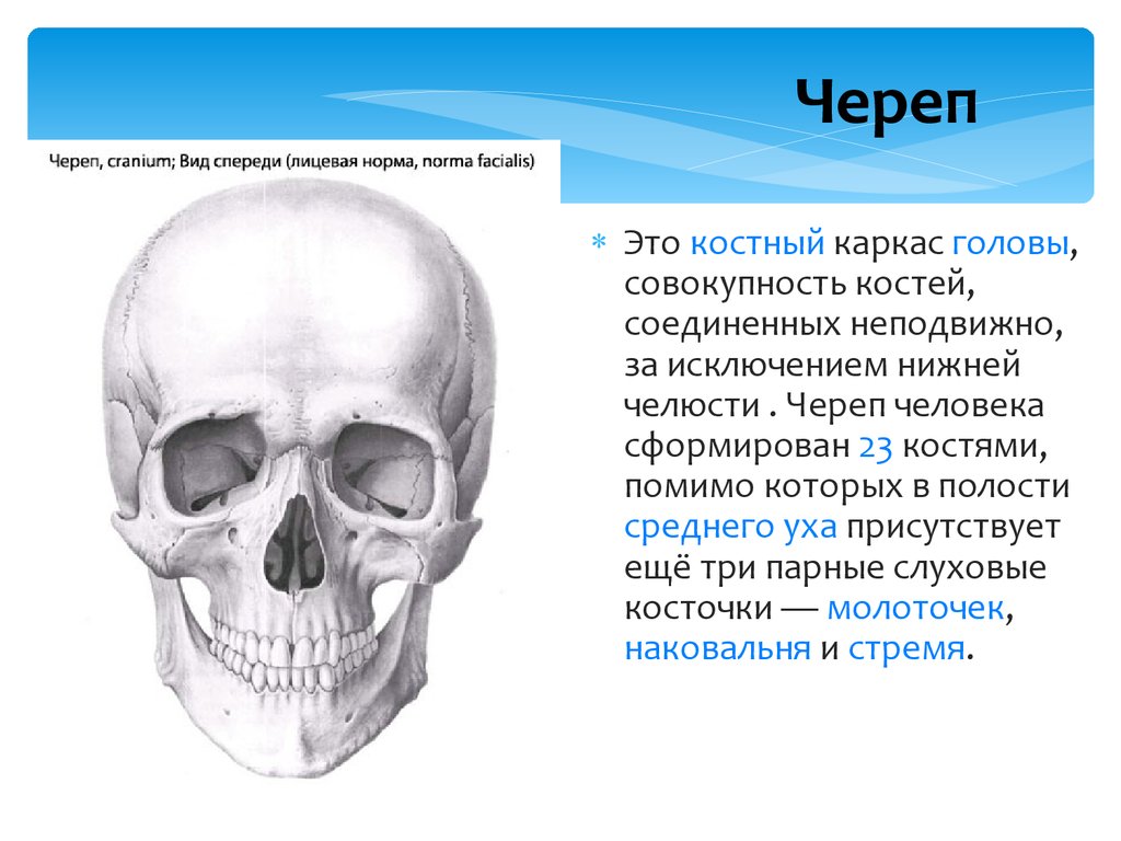 Костям черепа является. Каркас черепа. Кости черепа презентация. Окованный каркасом череп.