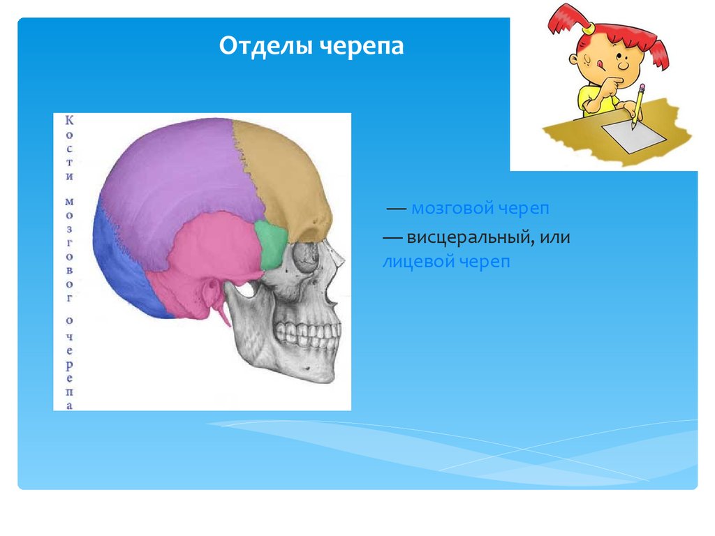 Мозговой череп презентация