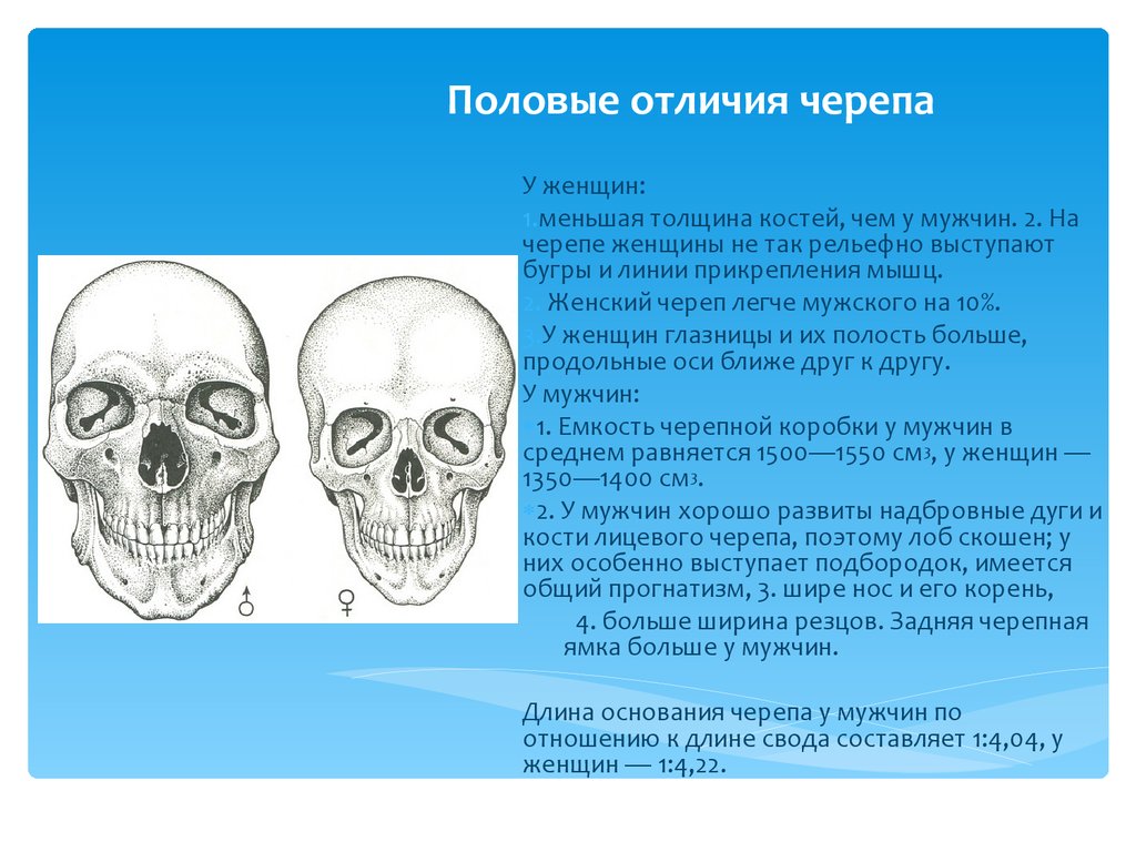 Толщина кости. Половые различия строения черепа. Различия в строении черепа. Возрастные и половые различия черепа. Отличия в строении мужского и женского черепа.