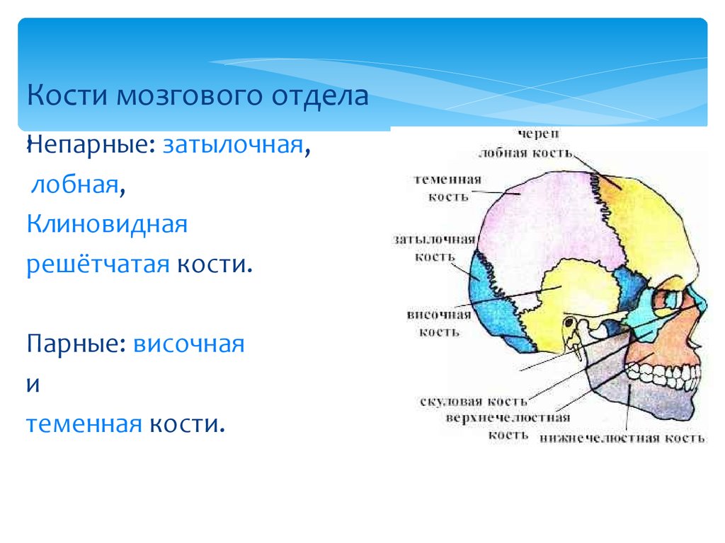 Мозговой отдел черепа кости. Парные кости мозгового отдела черепа. Непарные кости мозгового отдела черепа. Парные и непарные кости мозгового отдела черепа. Кости черепа кости лицевого отдела кости мозгового.