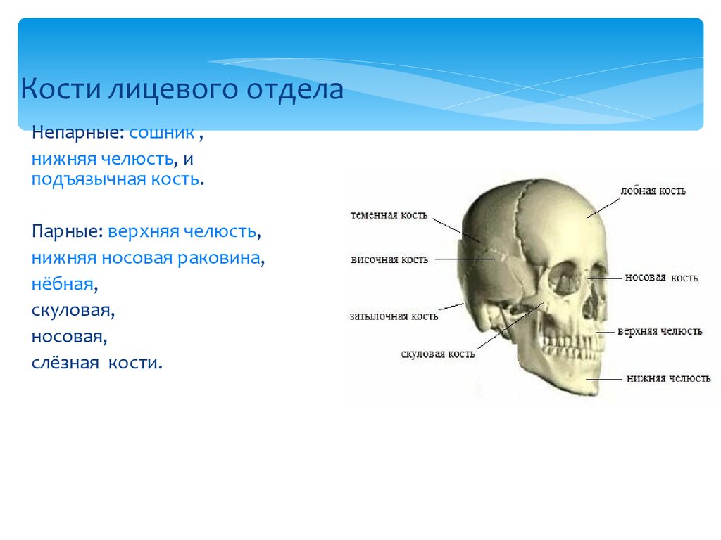 К какому отделу черепа относится скуловая кость. Лицевой отдел черепа кости сошник. Лицевой отдел кости парные и непарные кости. Парные и непарные кости лицевого отдела черепа. Непарные кости лицевого отдела черепа.