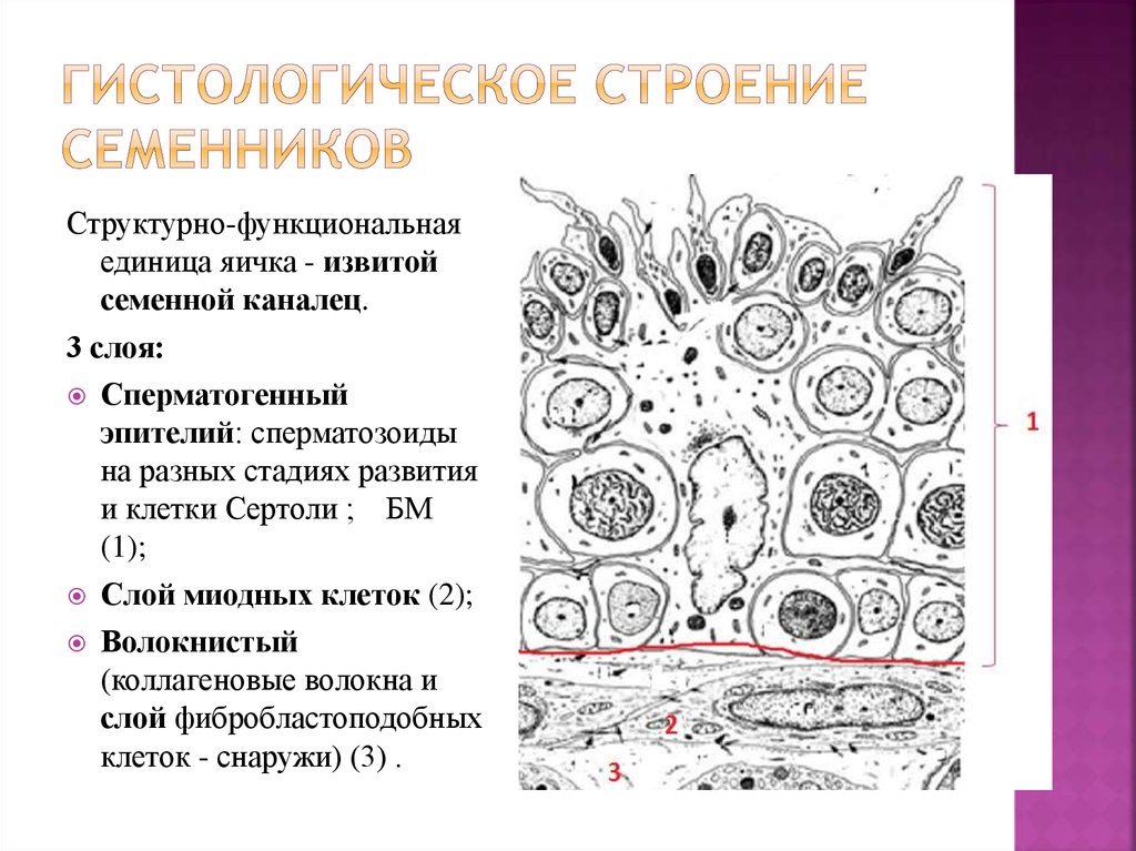 Яичко гистология рисунок