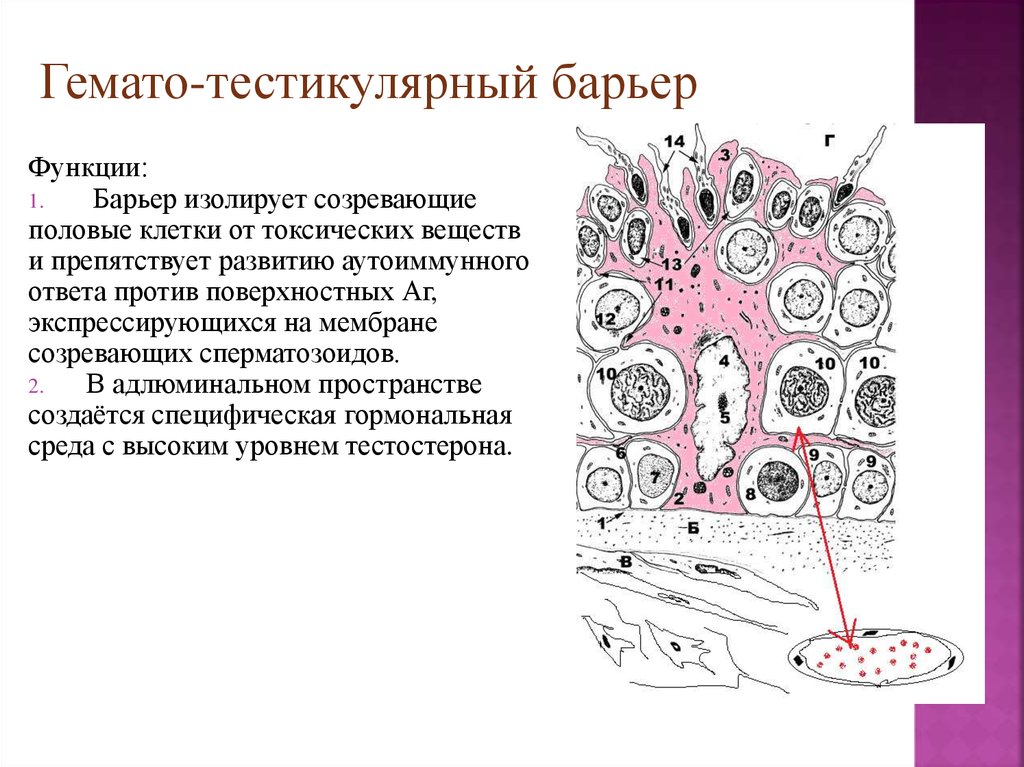 Митральный клапан гистология рисунок