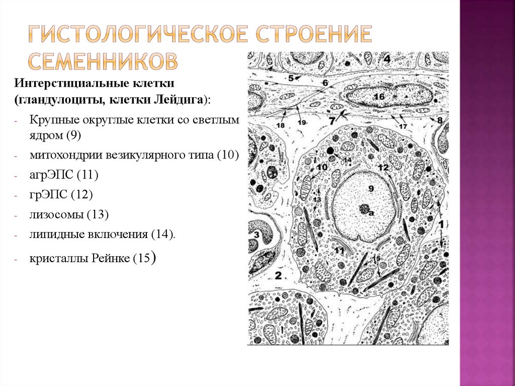 Клетки лейдига