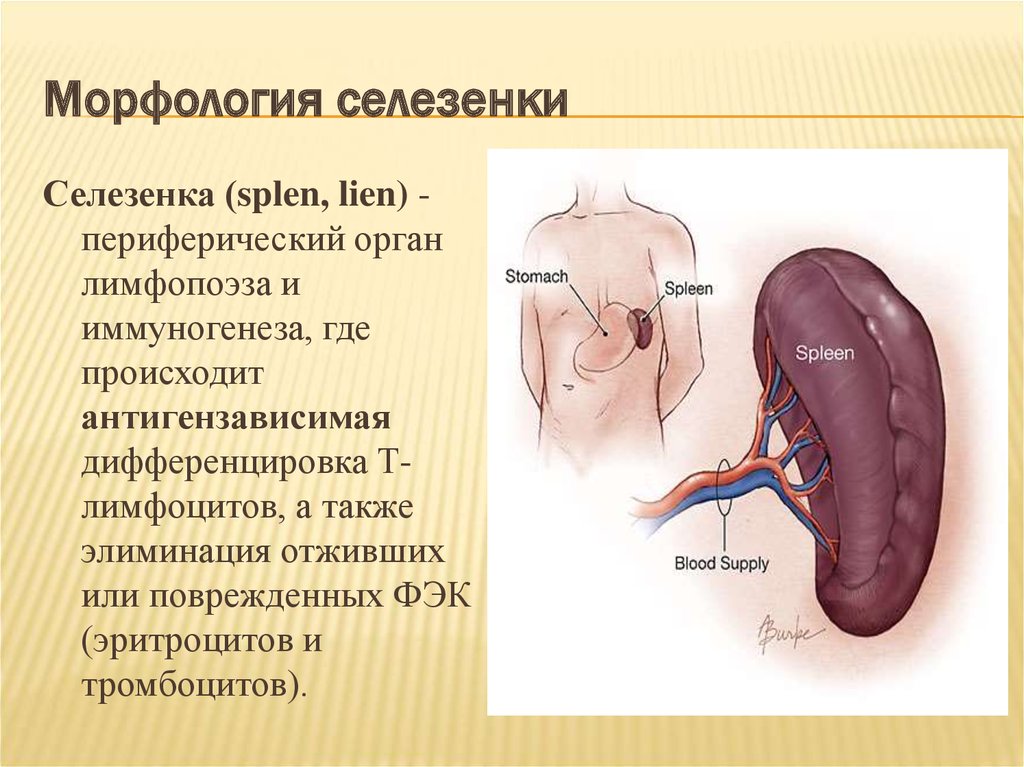Система селезенки. Анатомия органов селезенка. Селезенка это орган. Морфология селезенки.