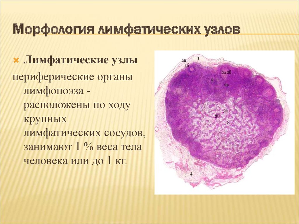 Реактивная гиперплазия лимфоузла. Лимфатический узел гистология Быкова. Обызвествленный лимфатический узел гистология. Ангиофолликулярная гиперплазия лимфатических узлов гистология. Лимфатический узел цитология.