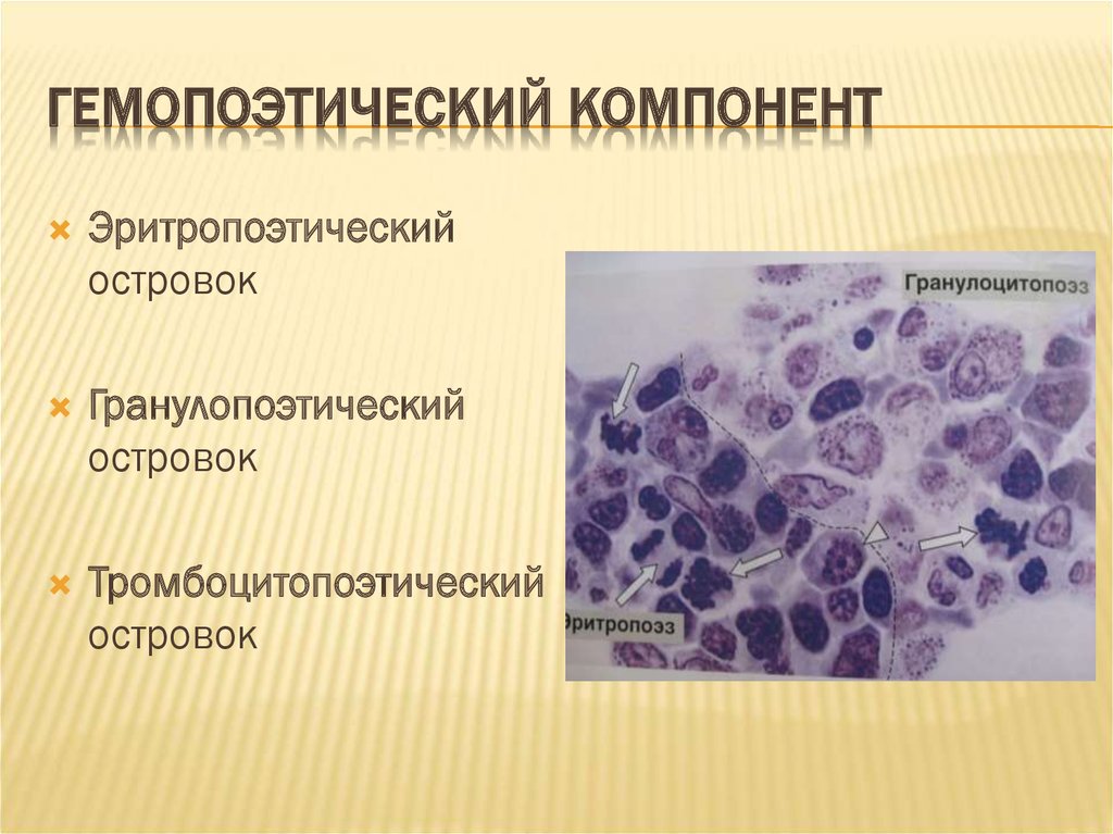 Гистология эмбриология цитология учебник. Гемопоэтический компонент. Гемопоэтические островки. Гемопоэтический компонент костного мозга. Гранулопоэтический островок.