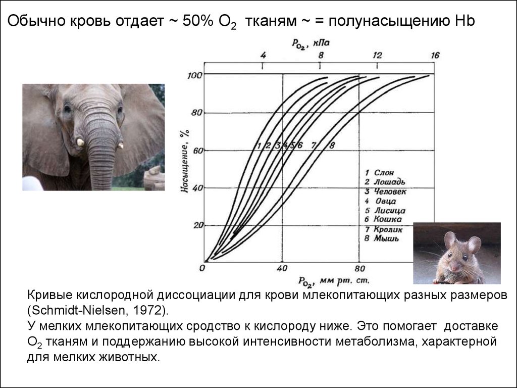 Интенсивность обмена веществ у животных