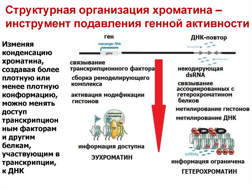 Генетическая регуляция процессов