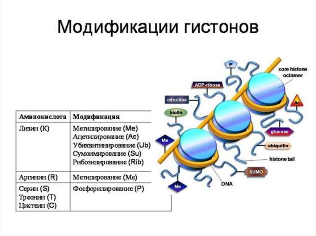 Какие модификации. Ацетилирование метилирование фосфорилирование гистонов. Модификация белков гистонов. Эпигенетические модификации гистонов. Гистоны аминокислотный состав.