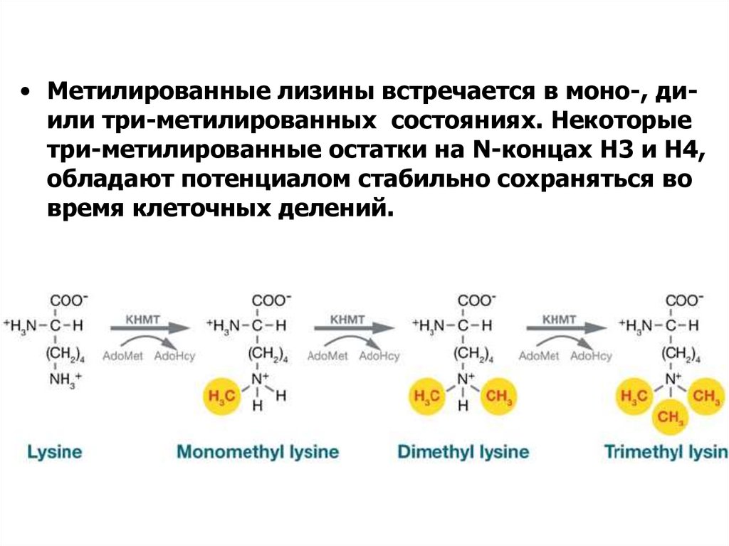 Моно ди три. Метилирующая активность.