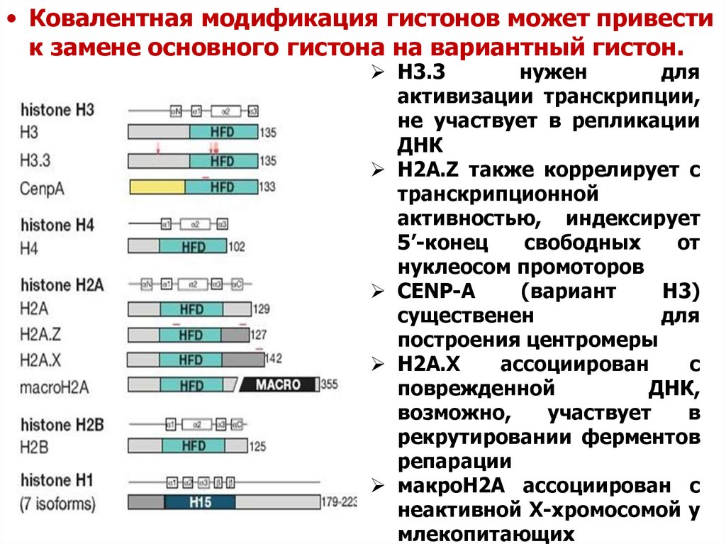 Годы модификации. Модификация гистонов. Генетический год и гистоновый код.