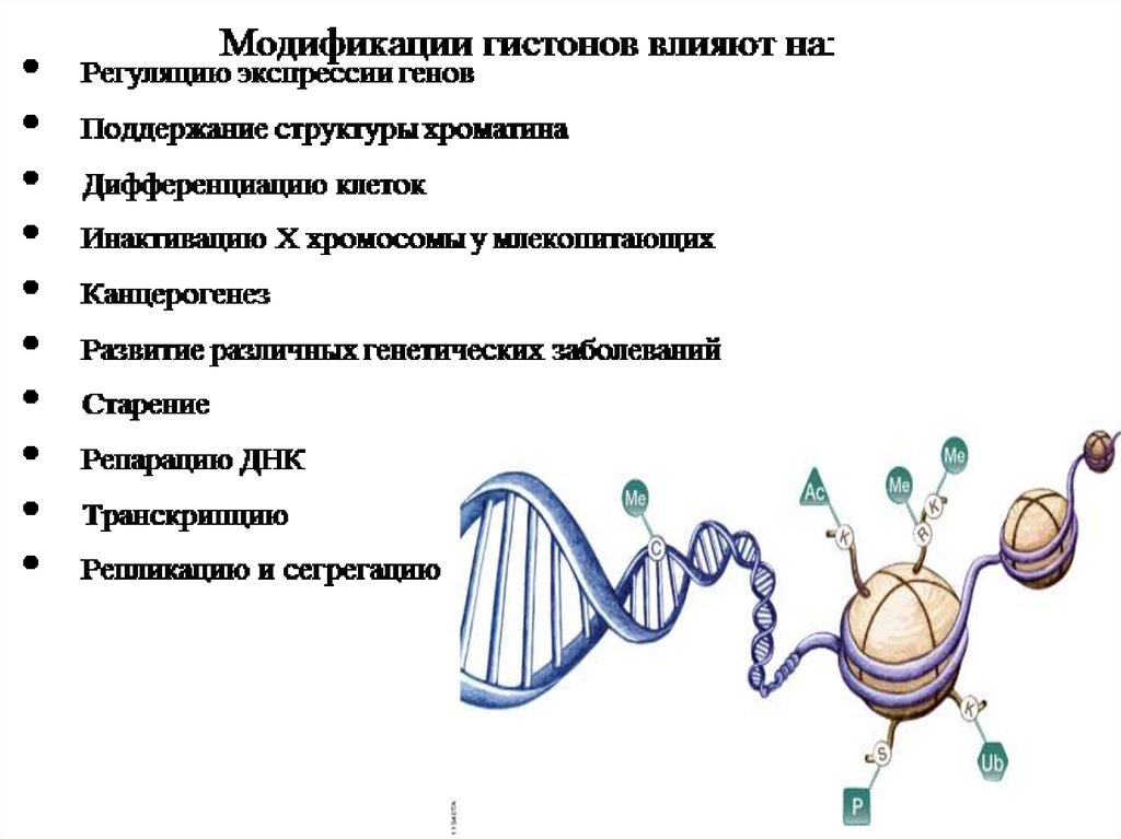 Влияет на экспрессию генов. Модификации белков гистонов. Модификация гистонов ацетилирование. Гистоновые модификации. Посттрансляционные модификации гистонов.