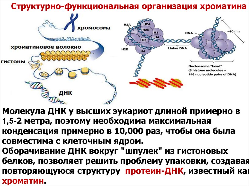 Молекула органического вещества эукариотической клетки. Структурно-функциональная организация хроматина. Организация хроматина у эукариот. Уровни конденсации ДНК В составе хроматина. Структура ДНК организация хроматина.