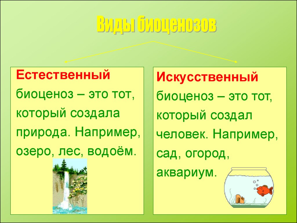 Примеры биоценоза в биологии. Естественные и искусственные биоценозы. Биоценоз. Биоценоз примеры. Биоценоз это в биологии.