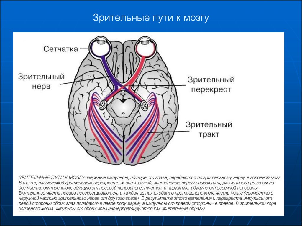 Зрительный нерв в головной мозг. Перекрест нервных путей зрительного анализатора. Зрительный Перекрест анатомия. Зрительный нерв нерв анатомия. Частичный Перекрест зрительного нерва.