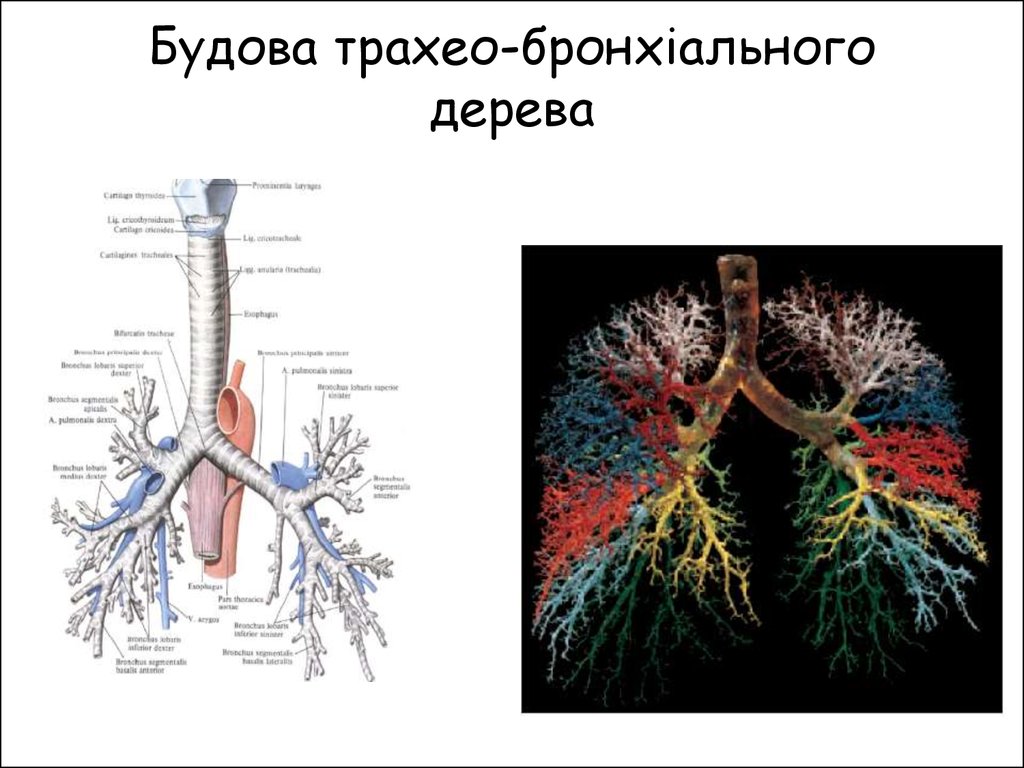 Деление бронхиального дерева схема