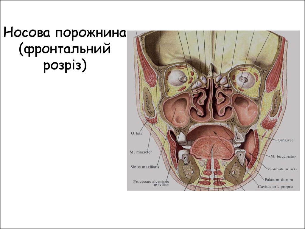 Схема аудиторий мгту носова