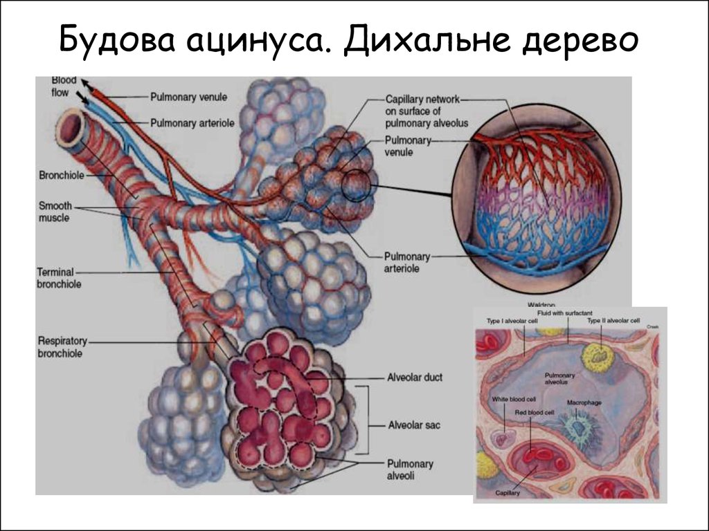 Ацинус. Будова ацинуса. Структурные компоненты ацинуса. Схема строения ацинуса легкого. К структурам ацинуса относятся.