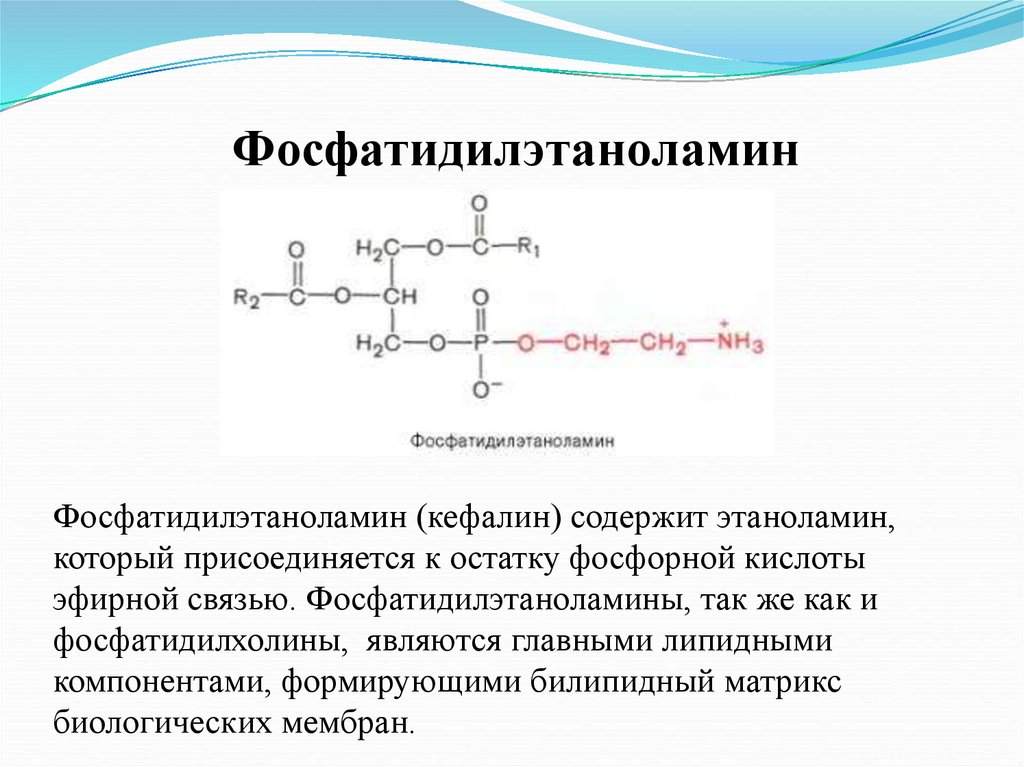 Остатками фосфорной кислоты молекулой. Фосфатидилэтаноламин биороль. Фосфатидилэтаноламин (кефалин). Фосфатидилэтаноламин в фосфатидилхолин. Фосфатидилэтаноламин структурная формула.