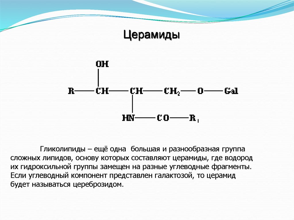 Церамиды это. Биологическая роль церамидов. Строение церамида. Структура церамида. Церамиды строение.
