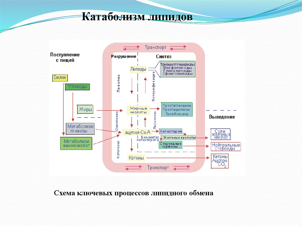 Схема катаболизма жиров