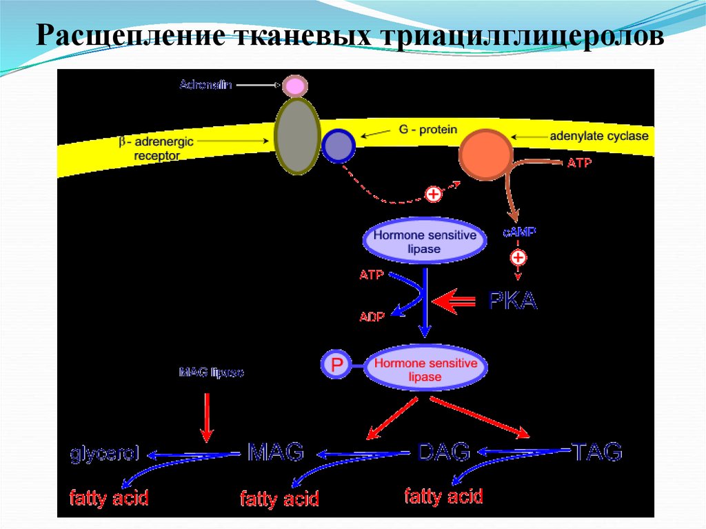 Расщепление липидов где. Расщепление триацилглицеролов. Протеолиз тканевых белков. Протеолиз тканевых белков схема. Тканевой протеолиз белков биохимия.