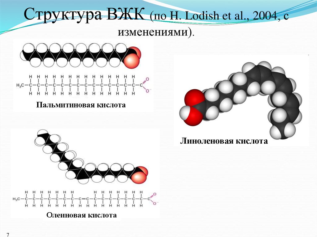 Пальмитиновая кислота. Конформационное строение пальмитиновой кислоты. Строение высших жирных кислот. Высшие жирные кислоты строение. Строение пальмитиновой кислоты.