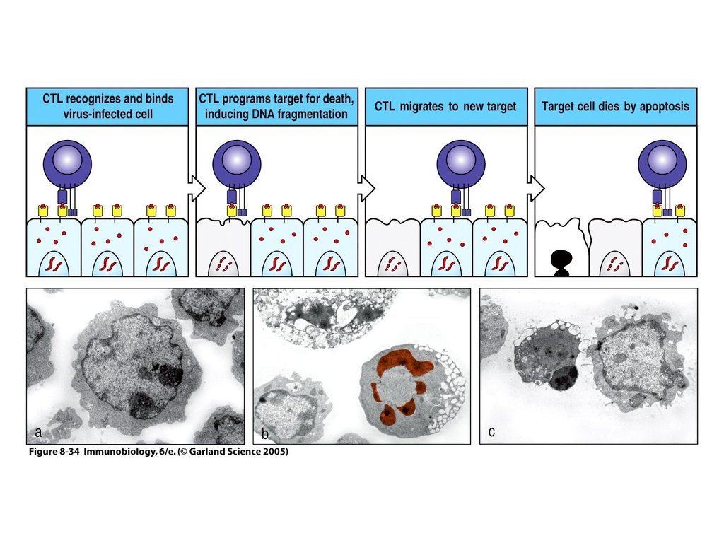 Цитотоксические т клетки. Cd8 лимфоциты рисунок. T-лимфоциты cd4+. Cd8 т лимфоциты. Цитотоксические т-лимфоциты вызывают гибель клеток-мишеней с помощью.