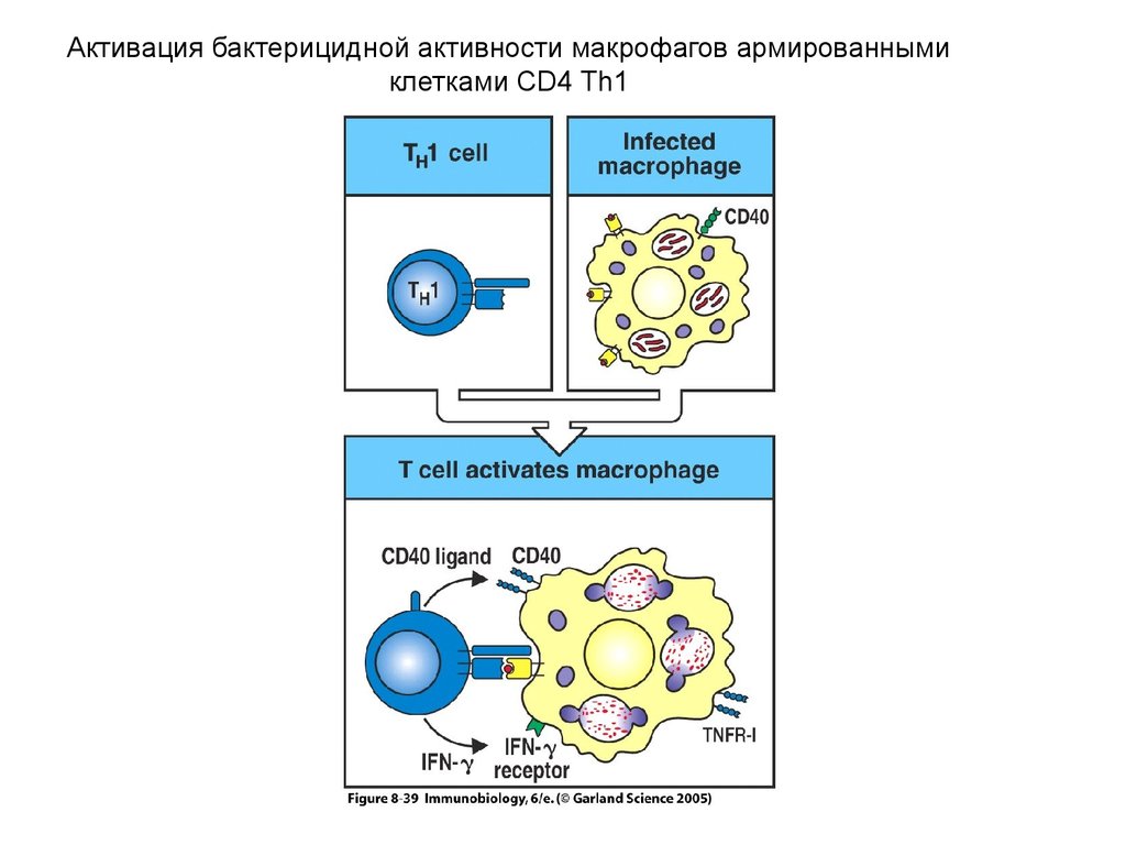 Презентация антигена лимфоцитам