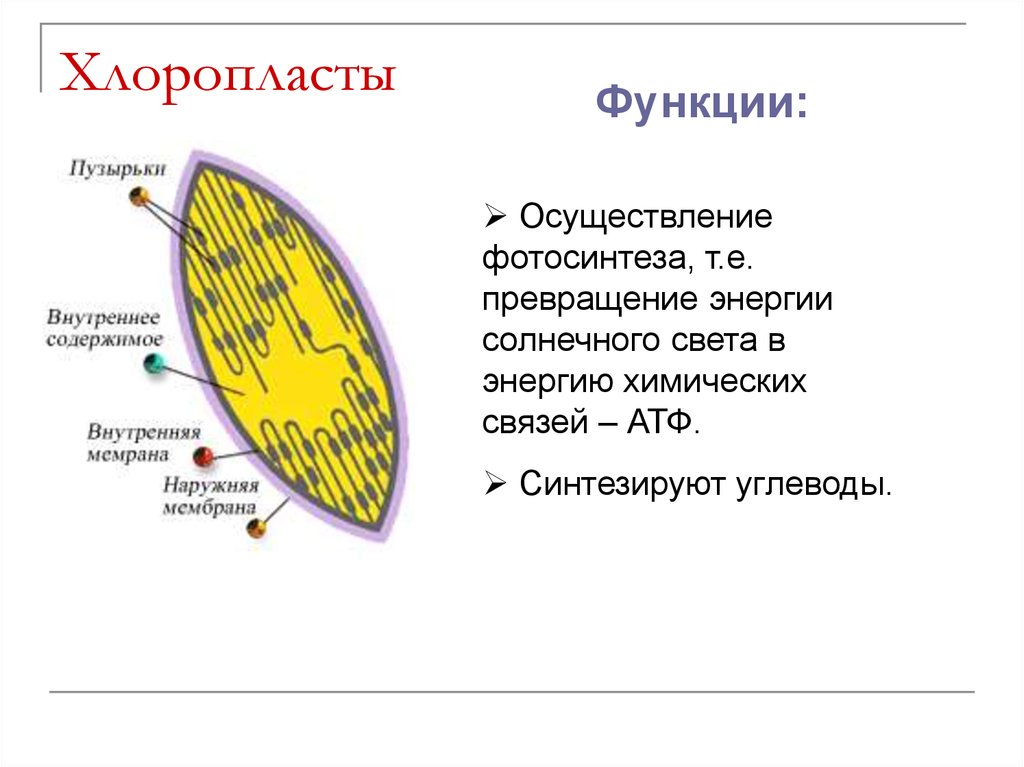 Функция органоида хлоропласт. Хлоропласты функции. Хлоропласты строение и функции. Основная функция хлоропластов.