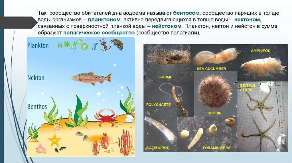 Группы водных организмов таблица. Планктон Нектон бентос рисунок. Бентос Пресноводные водоемы. Планктон Нектон бентос Нейстон. Обитатели бентоса.