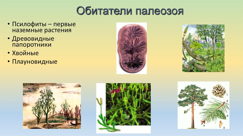 В каком периоде появляются растения. Псилофиты палеозой. Палеозойская Эра псилофиты. Древовидные папоротники палеозой. Псилофиты первые наземные растения.