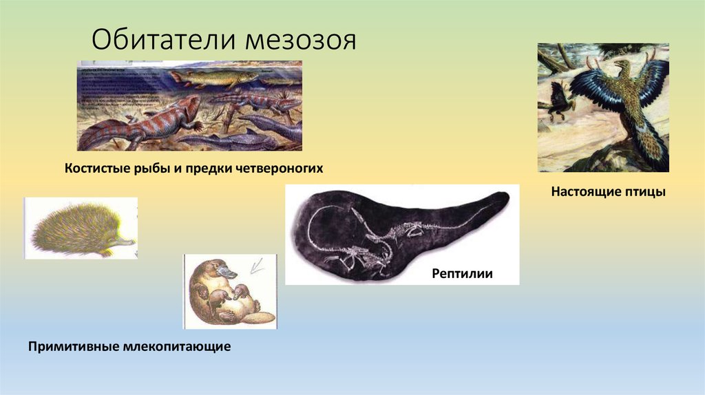 Презентация по биологии мезозой